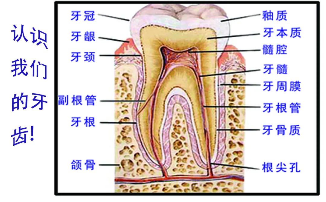 【健康科普】全国爱牙日 | 药师“药”您善待我们的牙齿！